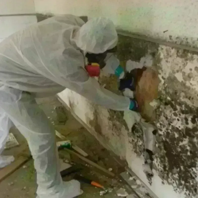 Mold Remediation and Removal in Marissa, IL